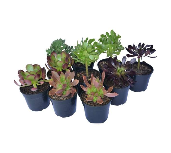 SB Aeonium Potted Plant (150mm)