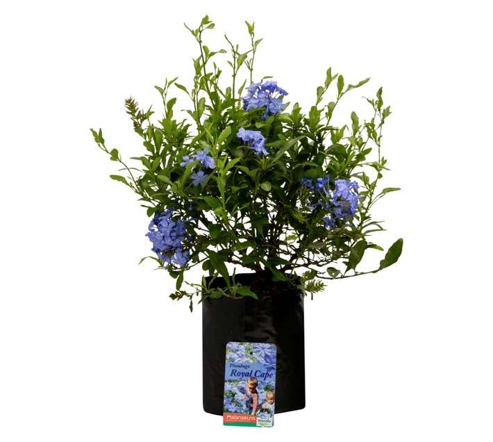 Colorweis Plumbago Rolay Cape Pot (170mm)