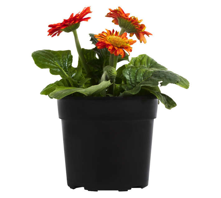 GERBERA 14CM