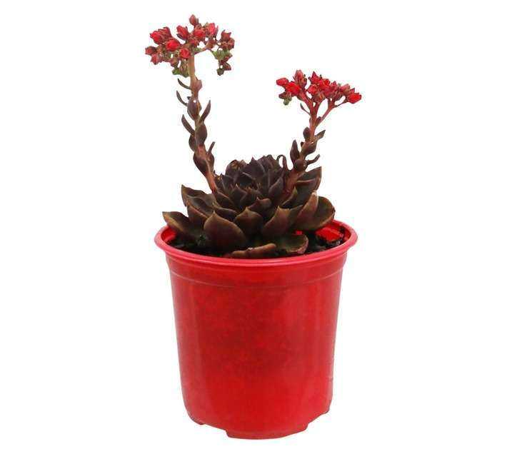 Echeveria Assorted (15cm Pot)