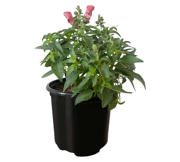 Andy Titterton Antirrhinum Potted Plant (150mm)