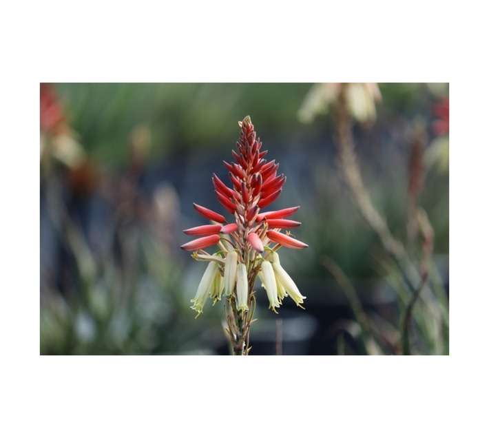 Aloe x Porcupine Pot (150mm)