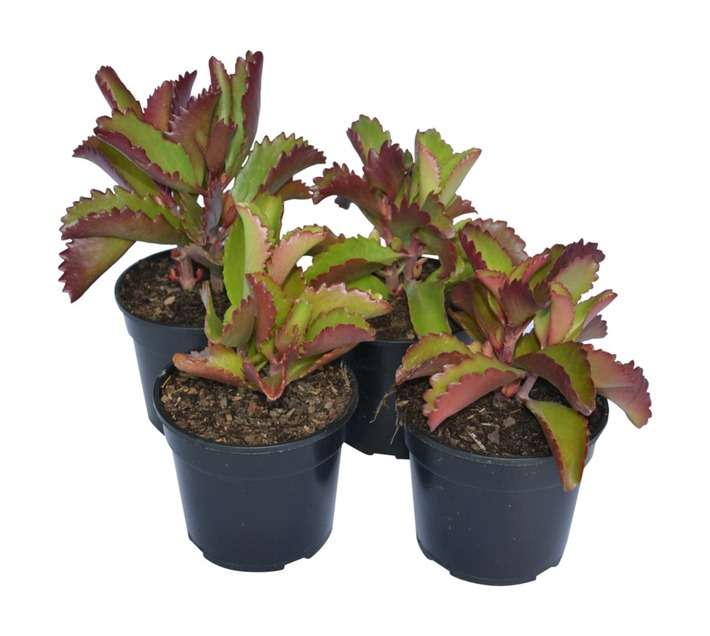SB Kalanchoe Potted Plant (150mm)