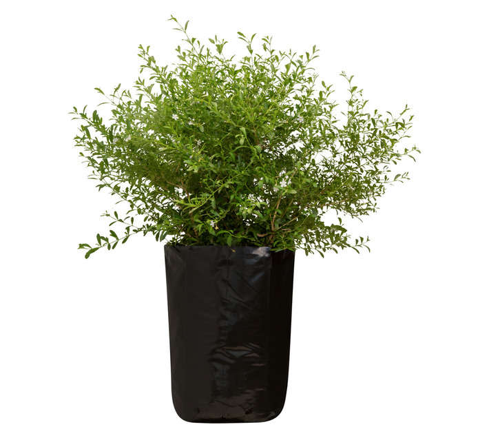 Colorweis Freylinia Tropica Bag (20L)