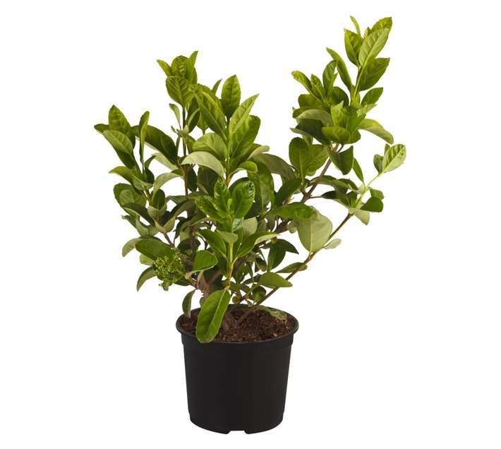 Malanseuns Viburnum Odoratissimum Potted Plant (170mm)