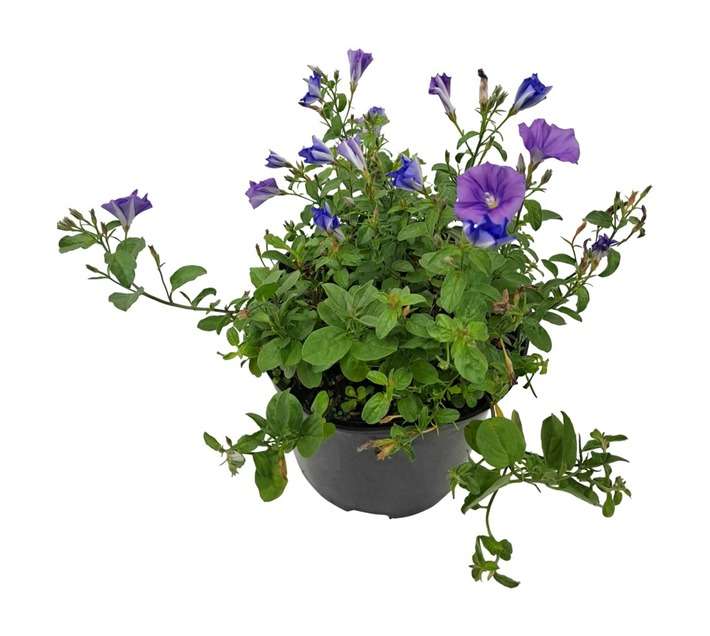 Tuberflora Hybrid Petunia Potted Plant (150mm)