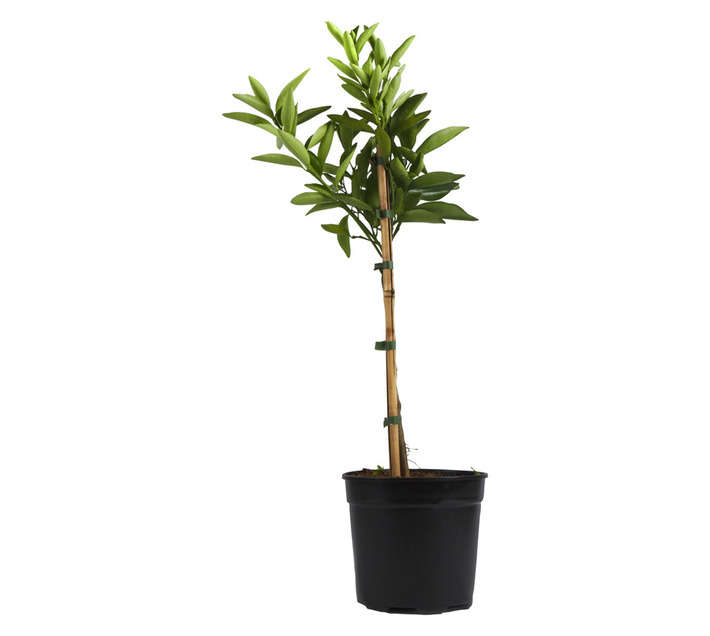 Plantimex Citrus Naartjie Multibranch Potted Plant (190mm)