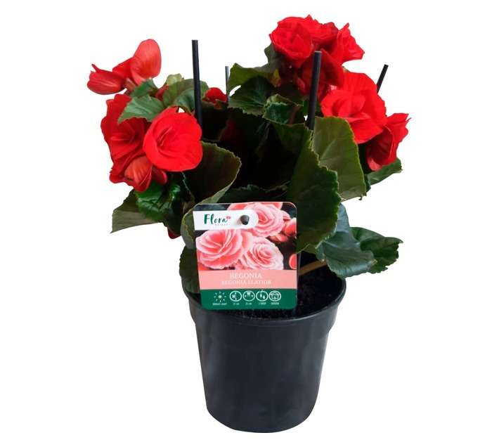 House brand FS BEEL14FS Begonia Cover Pot (160 x 160 x 200mm)