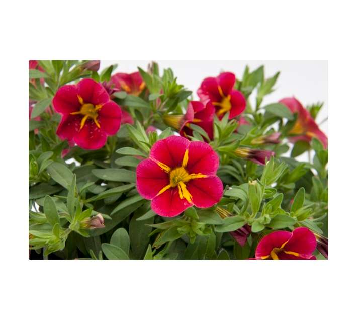 Mini Petunia Raves Pot - Cherry (140mm)