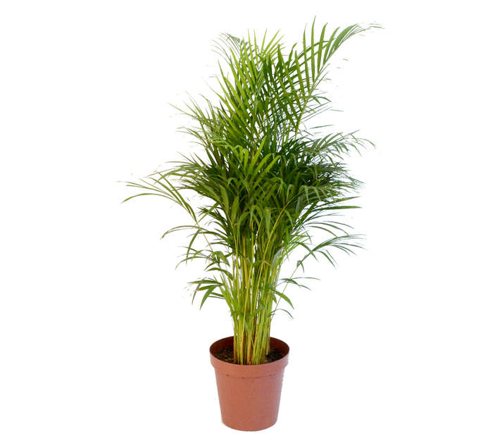 Plantimex ARECC30 Chrysalidocarpus Pot (300mm)