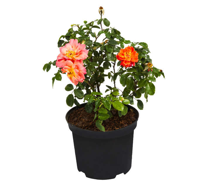 Nelson Mandela Rose (190mm)