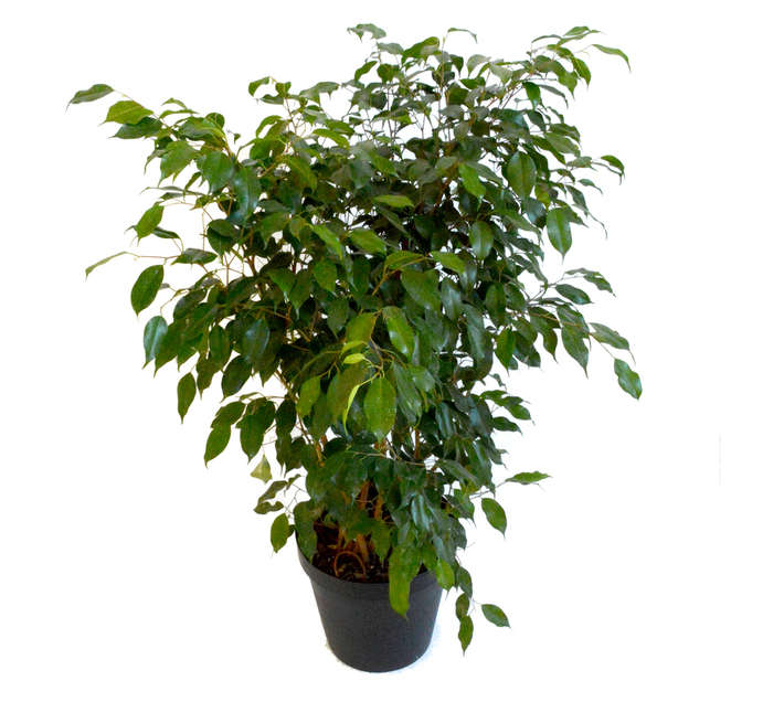 Plantimex 54236 Ficus Benjamina Bush Pot (200mm)