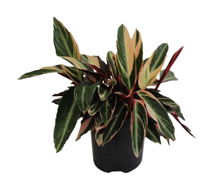Florex Stromanthe Triostar Potted Plant (250mm)