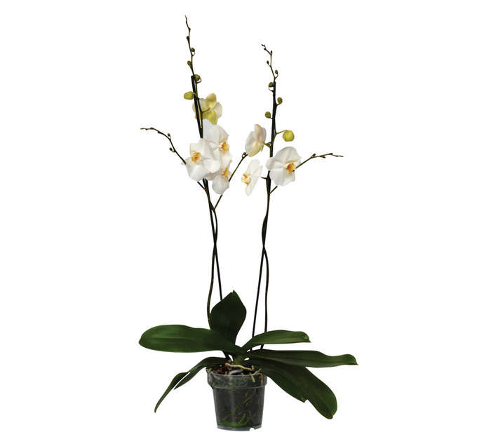 Plantimex FUCH14 Phalaenopsis 2 Stem Choice Pot (120mm)