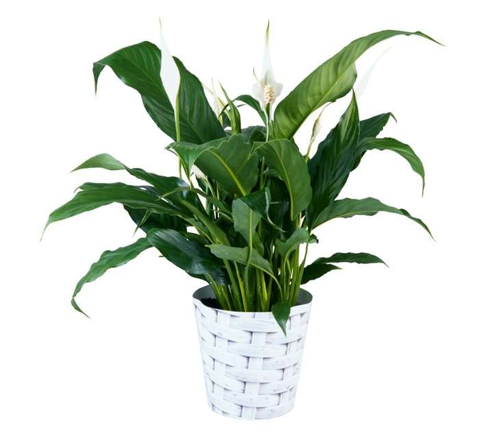 Plantimex Spathiphyllum Pot (140mm)