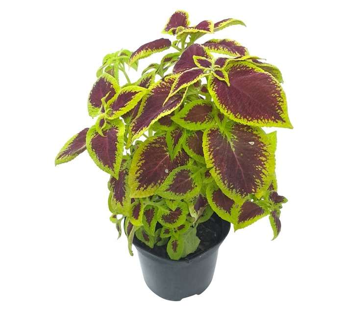 Tuberflora Coleus Plant (170mm)