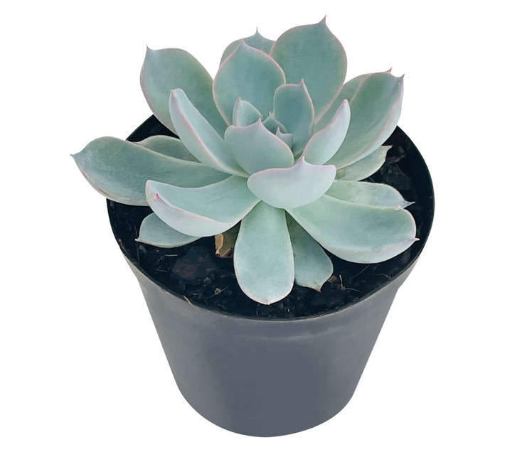 Plantimex Water Smart Succulent Pot (75mm)