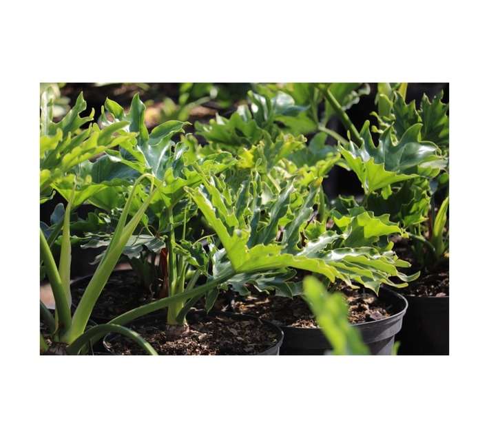 Malanseuns Philodendron Hope Potted Plant (190mm)