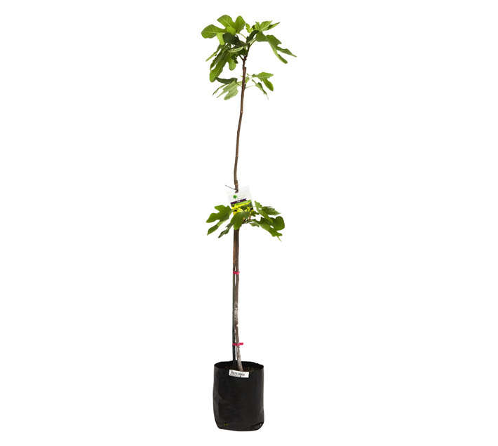 Giving Trees White Genoa Fig Fruit Tree (10L)