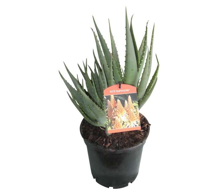 Colorweis Aloe Hybrid Pot (250mm)