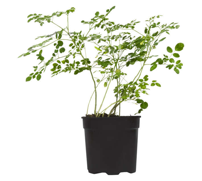 MORINGA 19CM