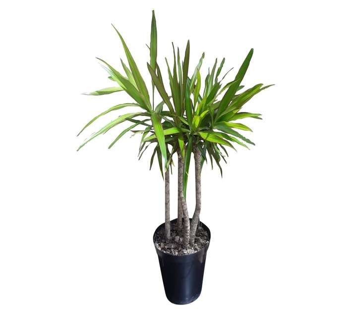 Airely Farms Dracaena Multi-Potted Plant (150mm)
