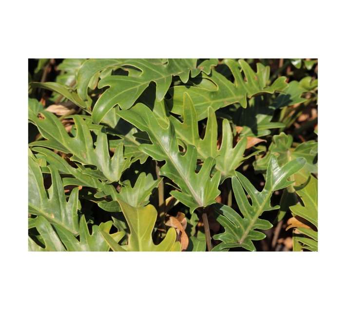 Philodendron Xannadu Pot (170mm)