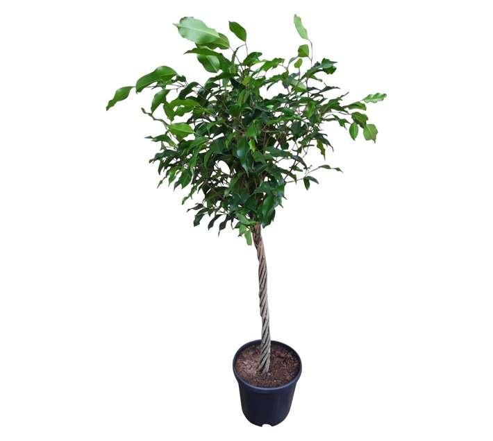 Airely Farms Ficus Benjamina Twisted Tree (250mm)