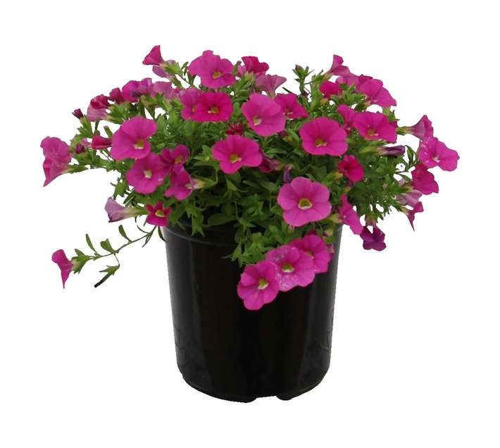 Calibrachoa Assorted Pbr (15cm Pot)