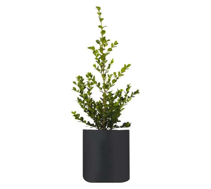 Buxus Faulkner (4kg)