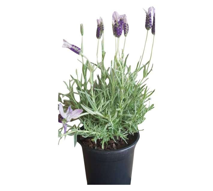 Colorweis Lavendula St Pot - Purple (150 x 150 x 300mm)