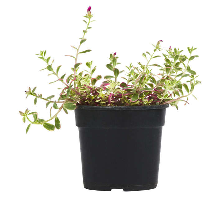 Plantimex Portulaca Rainbow Potted Plant (140mm)