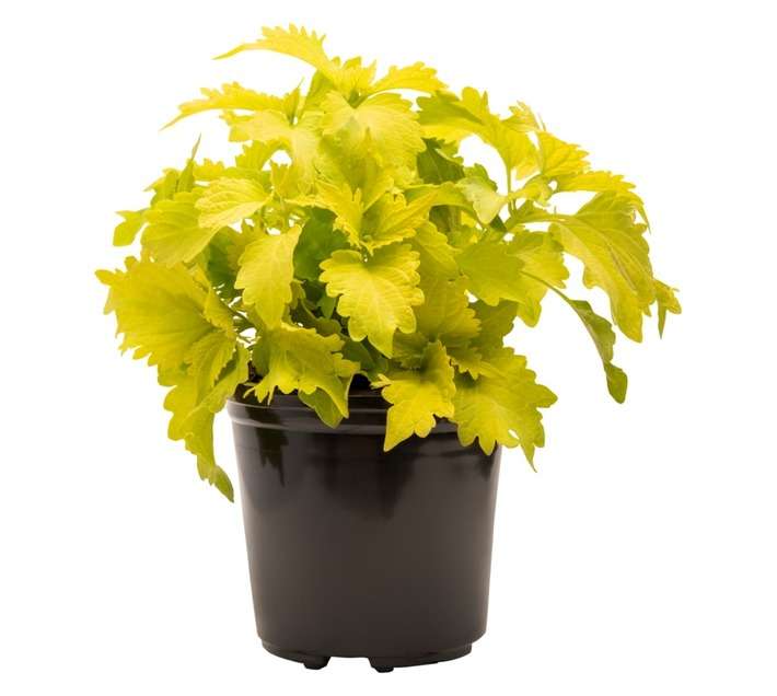 Colorweis Coleus Pot (170mm)