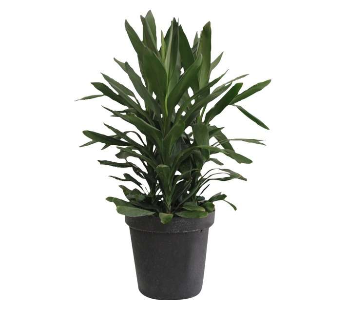 Florex 3 in 1 Cordyline Glauca Potted Plants (300mm)