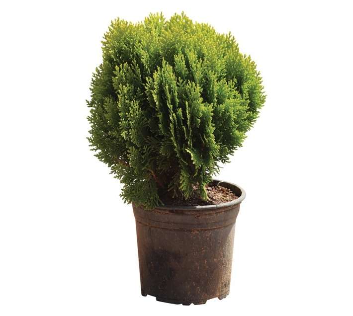Platycladus Orientalis Compacta Pot (170mm)