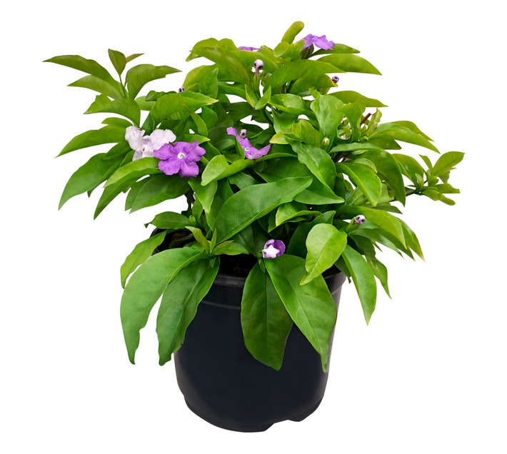 Kraaibosch Brunfelsia Pauciflora Eximia Potted Plant (200mm)
