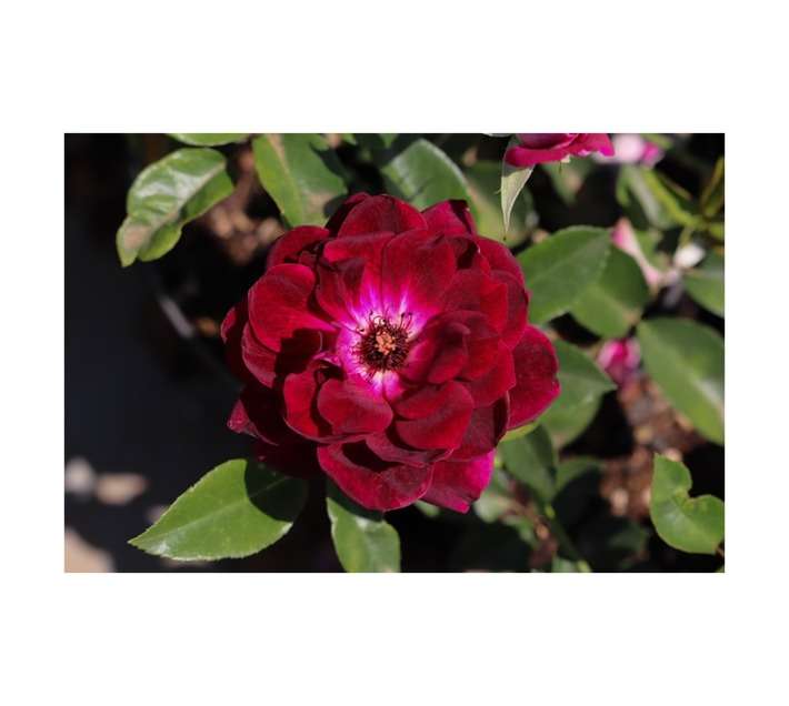 Malanseuns Rose Burgundy Iceberg Bag (10L)