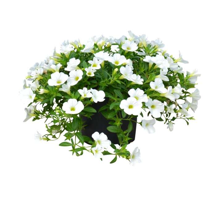 COLOUR POT CALIBRACHOA 14CM ASS