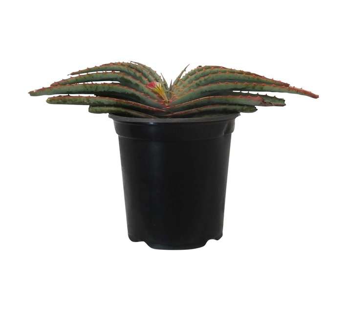 Aloe Suprafoliata (20cm Pot)