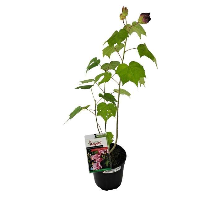 Tuberflora Hibiscus Plant (190mm)
