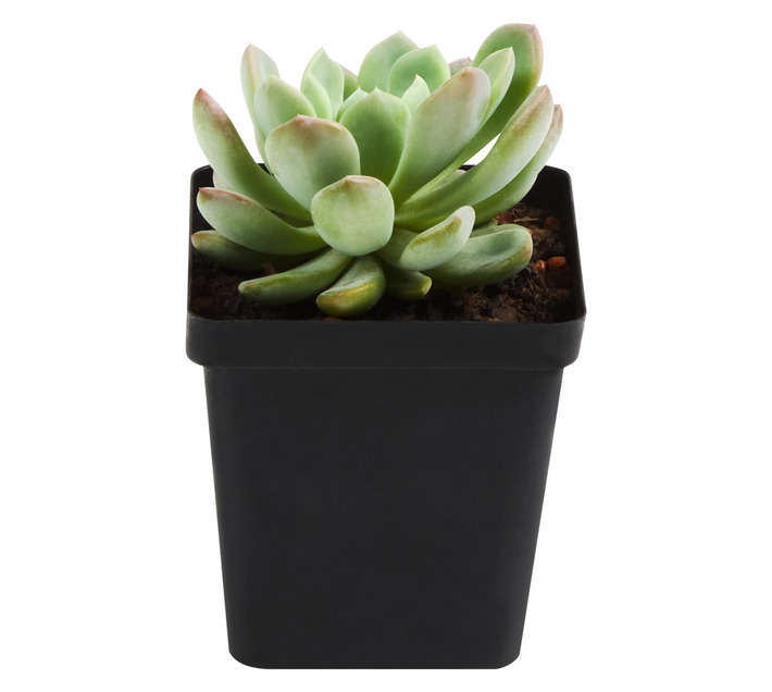 SB Echeveria Potted Plant (100mm)