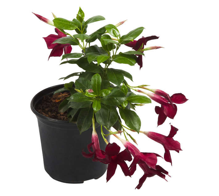 Malanseuns Dipladenia Diamantina Jade Grenat Potted Plant (150mm)