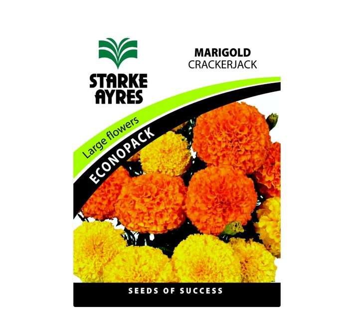 Starke Ayres Marigold Crakerjack Flower - Orange/Yellow/Gold