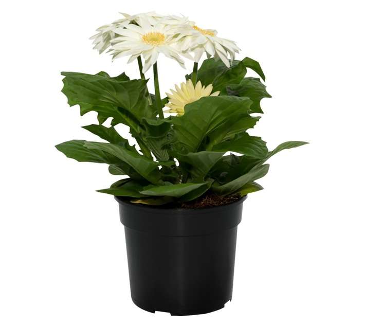 Plantimex FUCH14 Gerbera Barberton Daisy (140mm)