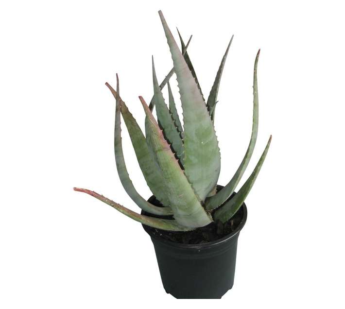 Colorweis Aloe Pot (170mm)