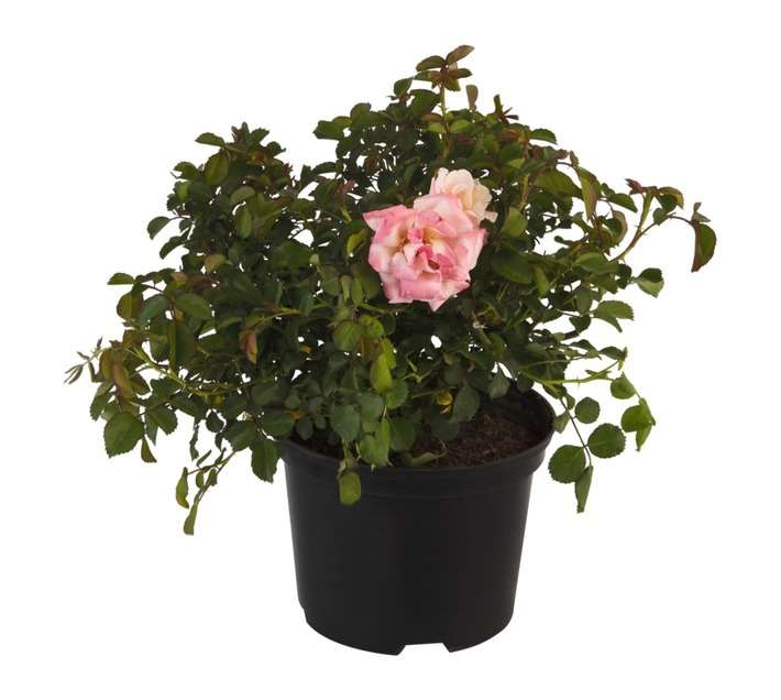 Malanseuns Rose Deloitte and TouchÃ© Potted Plant (170mm)