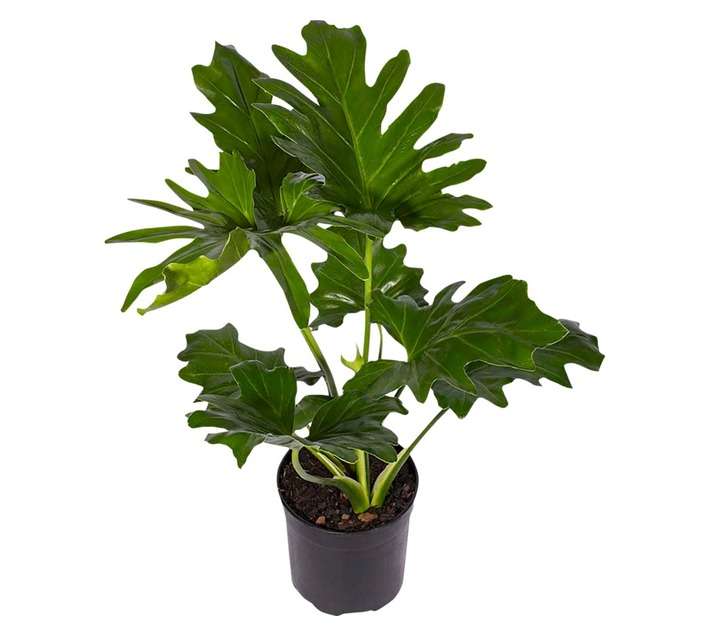 Plantimex Philodendron Selloum Pot (190mm)