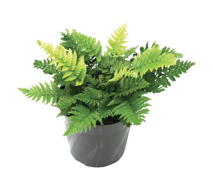 LVG Ploystichum Rigens Plant (120mm)