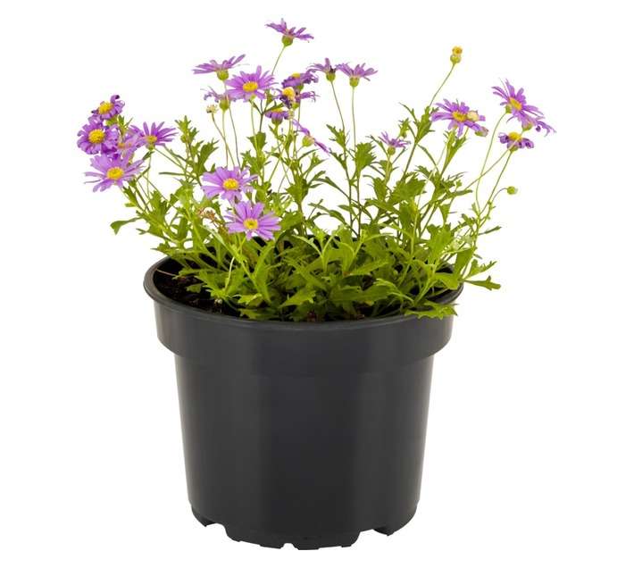 San Michell 17960 Brachycombe Potted Plant - Assorted (140mm)
