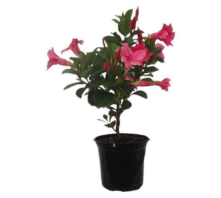Dipl Diamantina Jade Pink Pbr (15cm Pot)